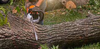 Reliable Clinton, UT Tree Services Solutions